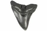 Fossil Megalodon Tooth - South Carolina #86062-1